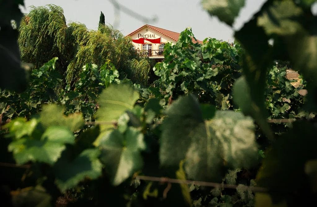Paschal Winery