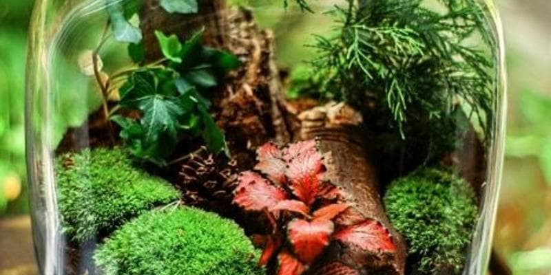 Terrarium Building Workshop