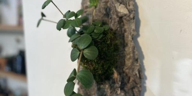 Plant Mounting