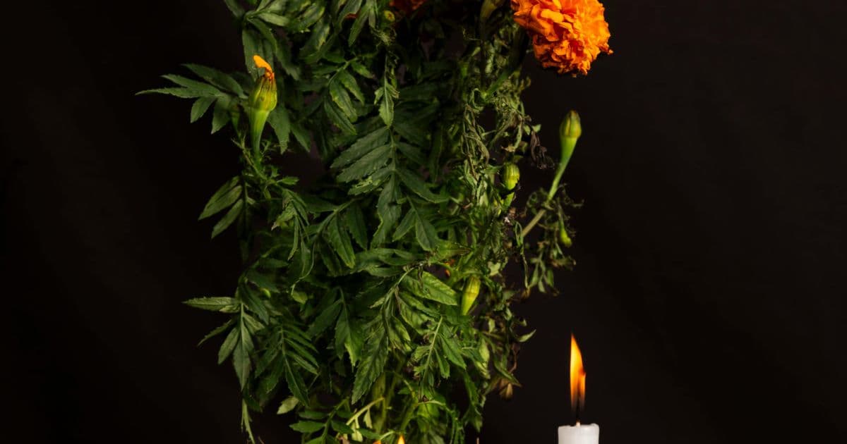 Plant your own Marigold