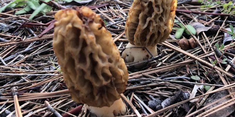 Magnificent Mushrooms and Meadow Journaling
