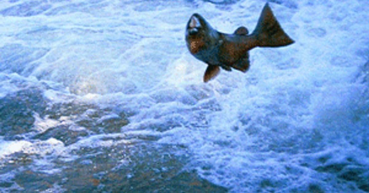 Upper Rogue River Salmon Viewing Walk